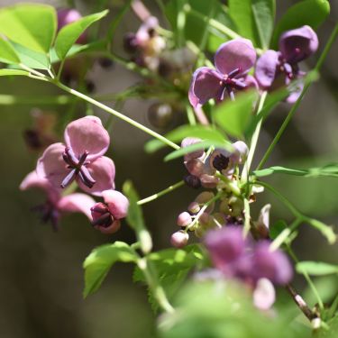 20 spændende slyngplanter, som vil til tops